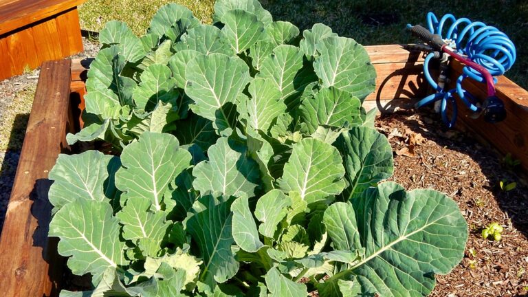 Collard Greens