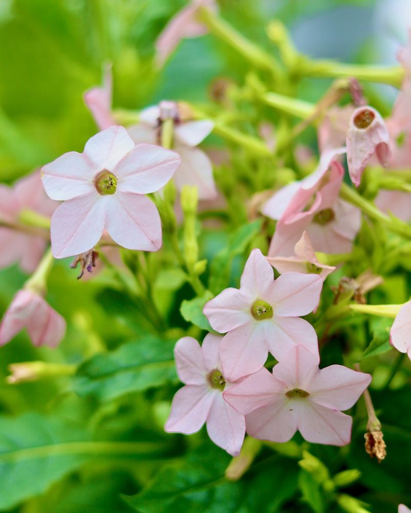 Nicotiana