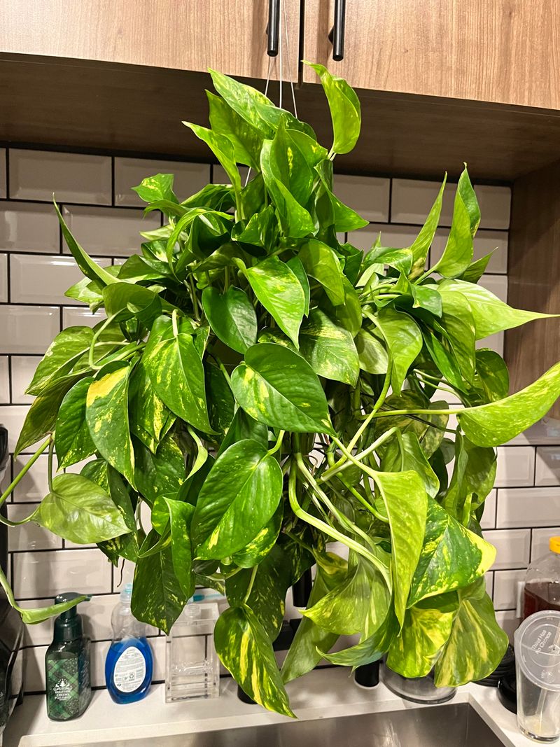 Golden Pothos' Computer-Friendly Radiation Reducer