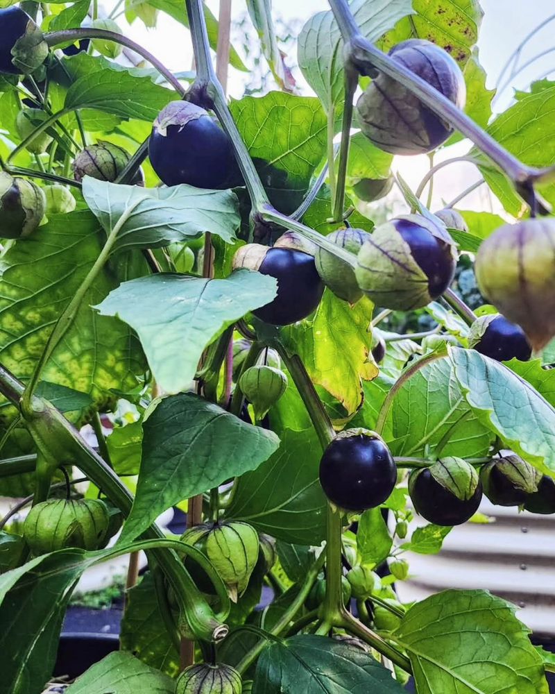 Purple Tomatillos