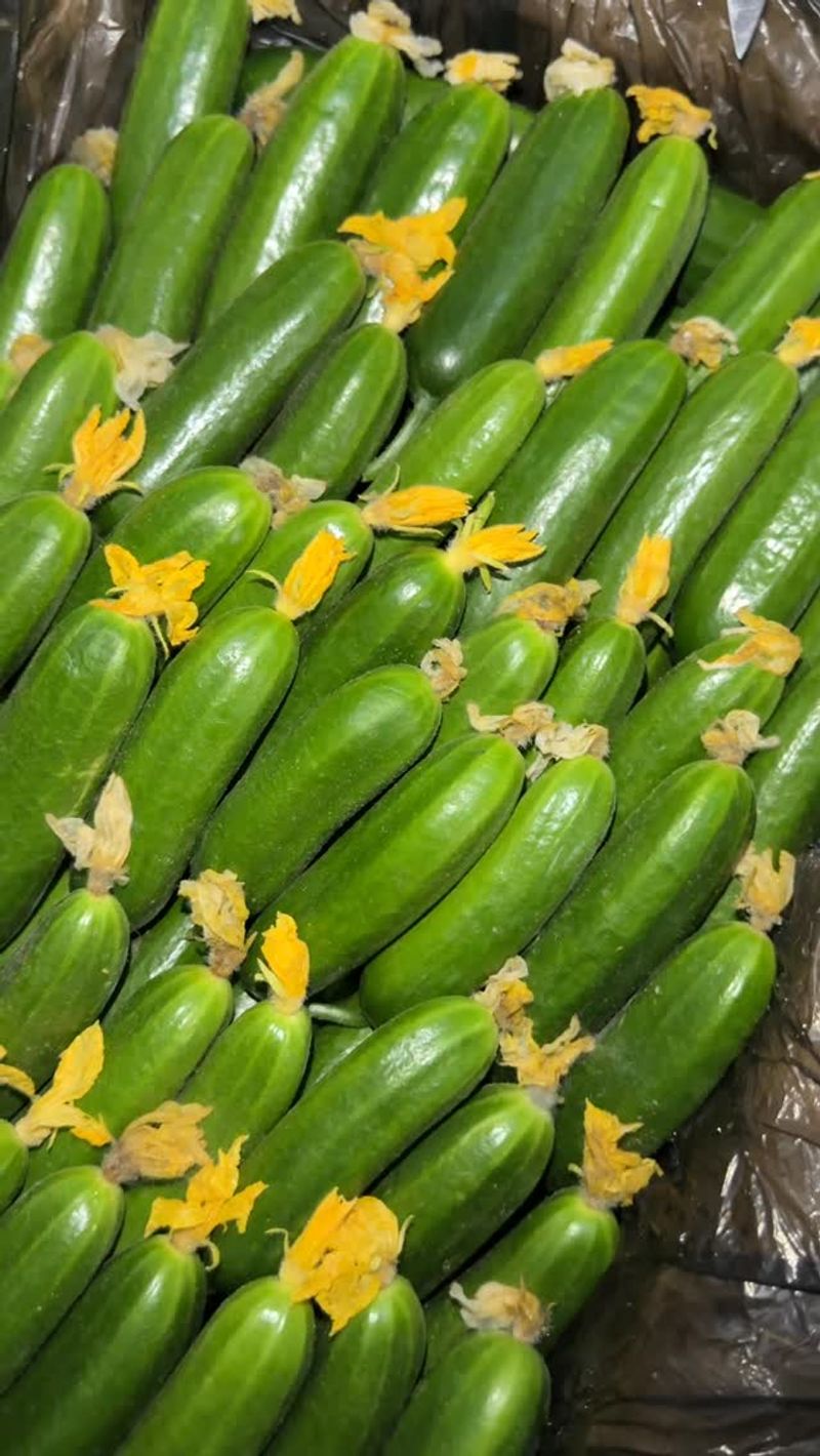 Cucumbers: Crisp Summer Delights