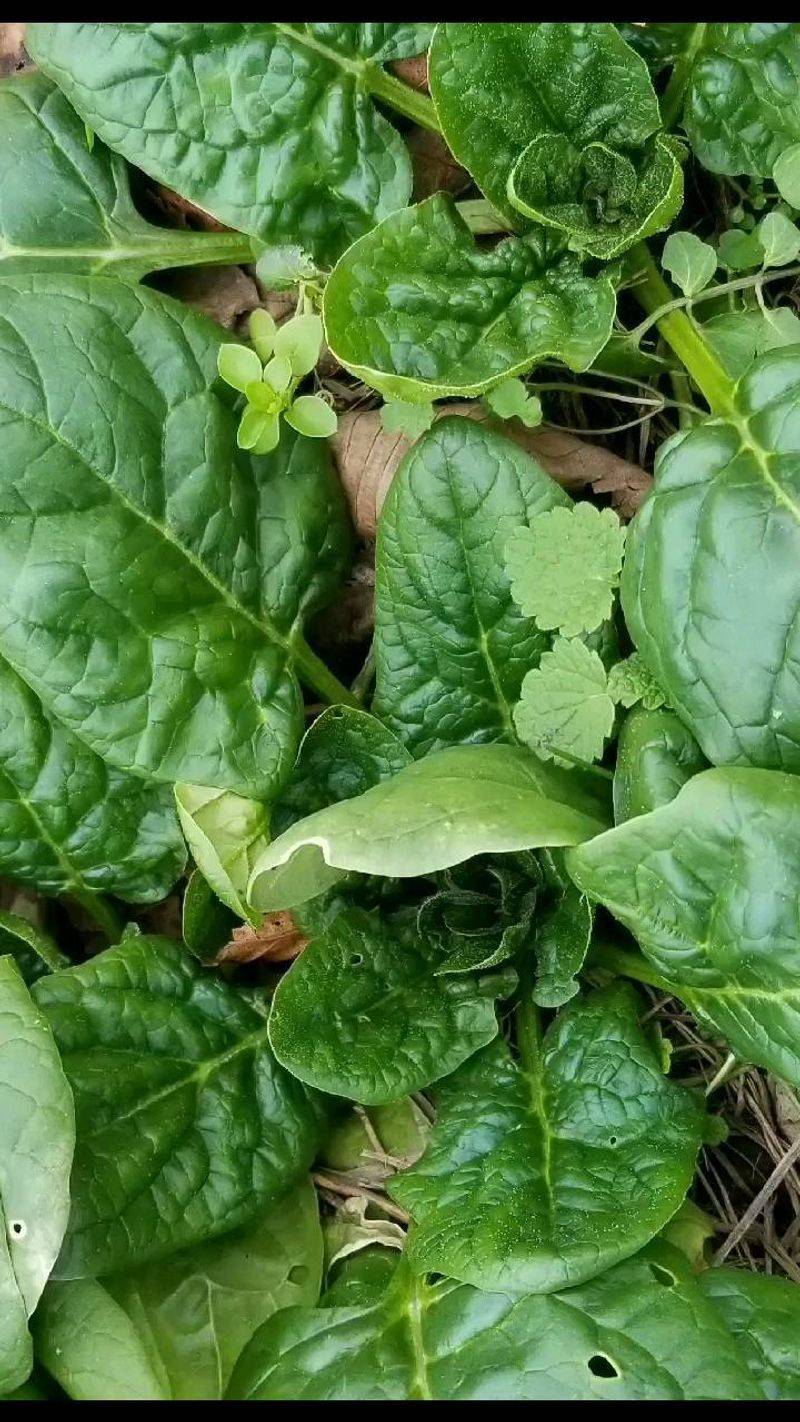 Spinach