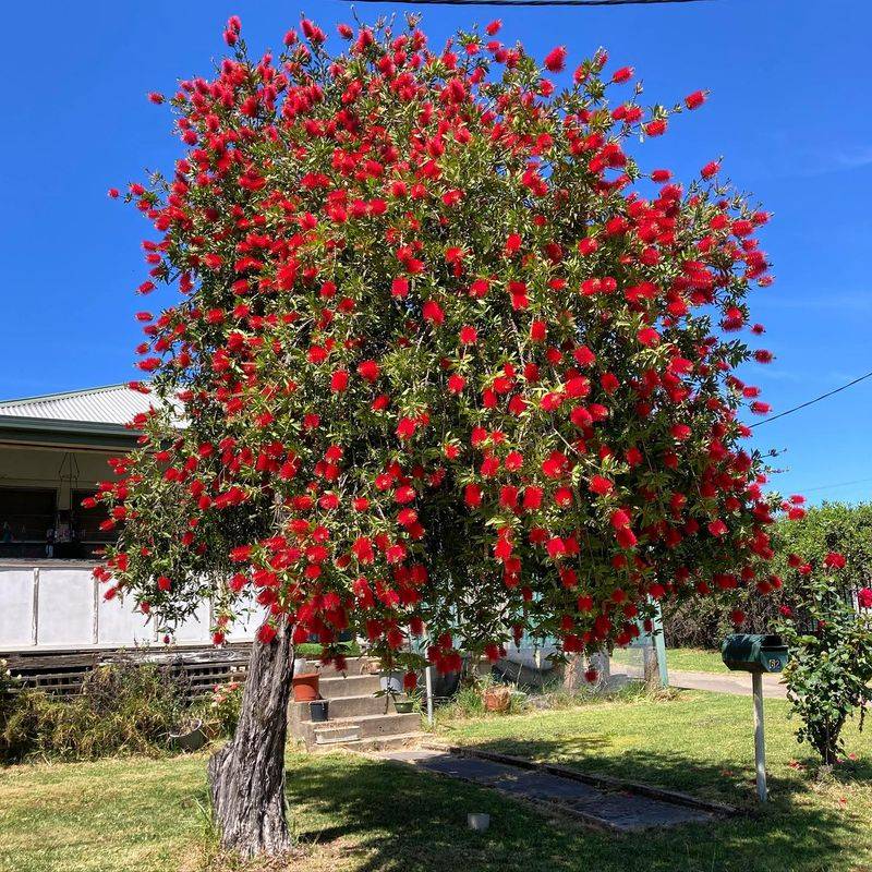 Bottlebrush Tree