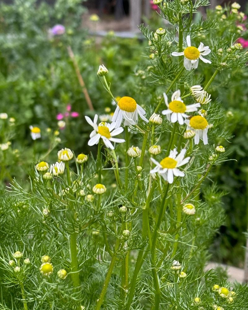 Chamomile