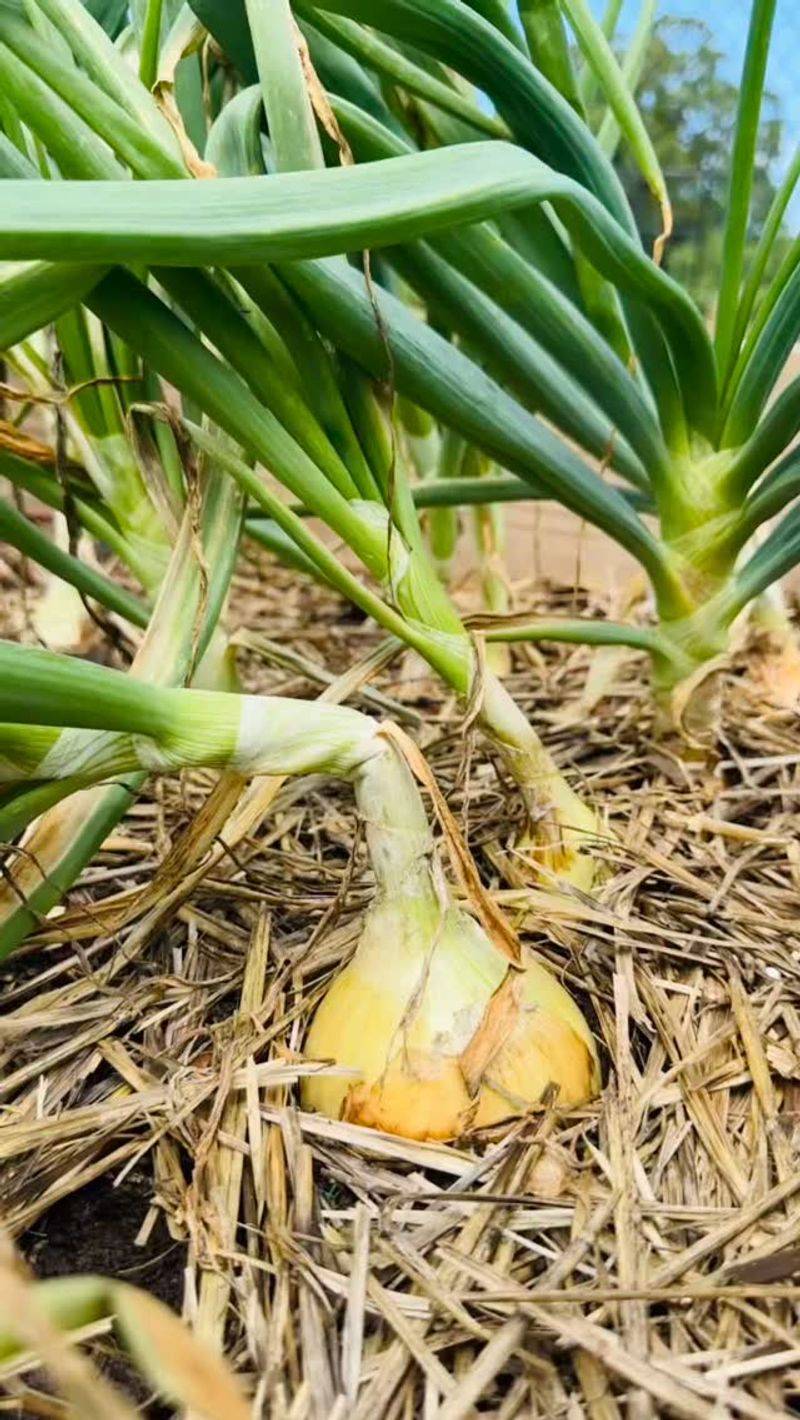 Harvest at Peak Maturity
