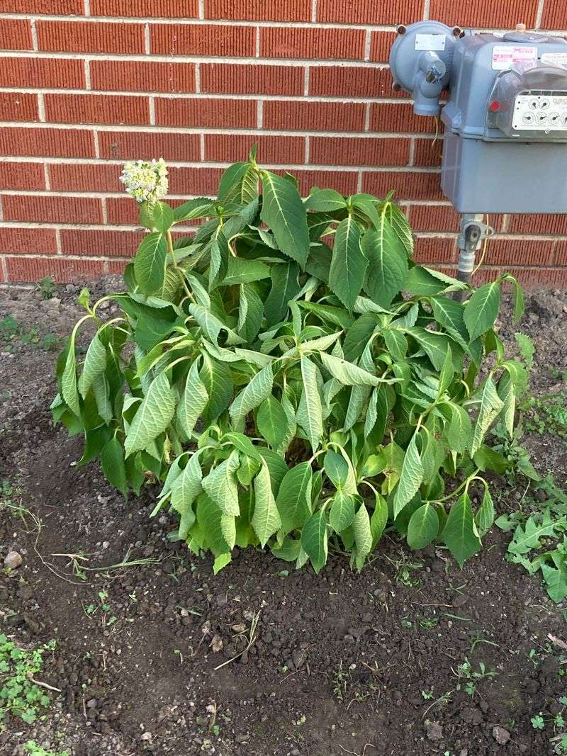 Wilting Always Means More Water