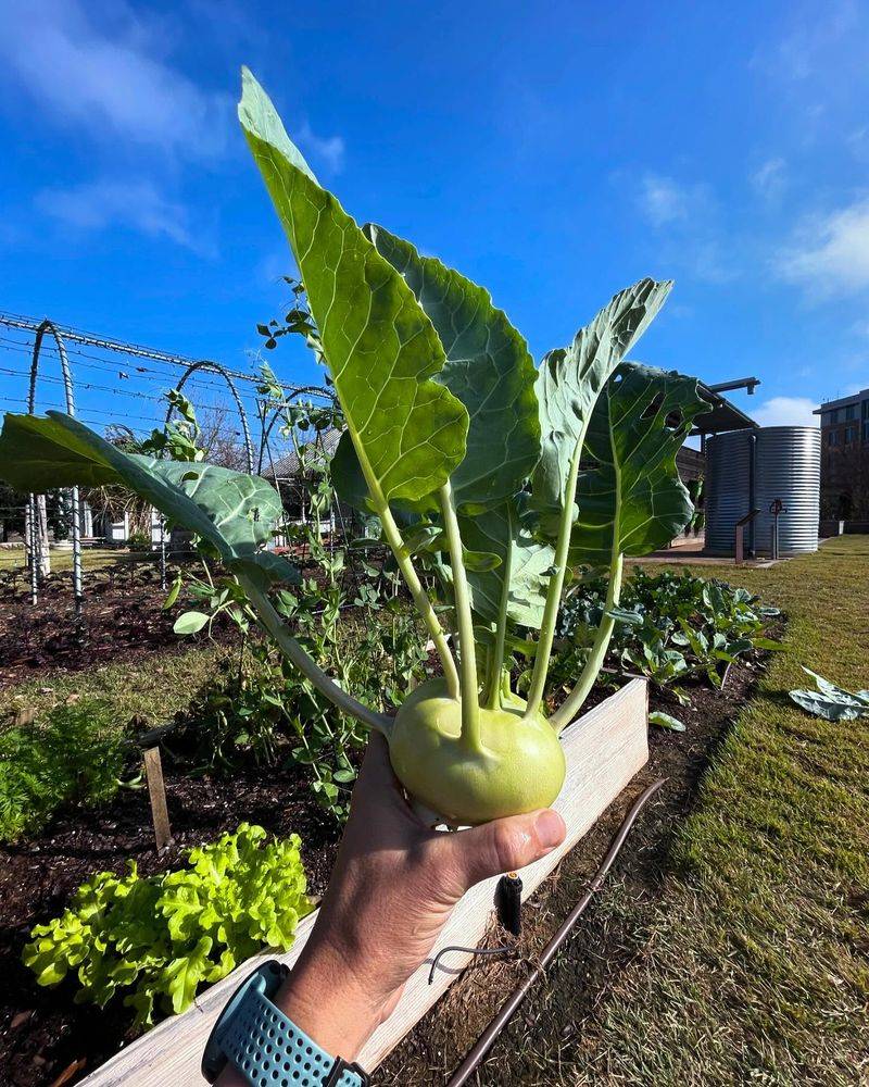 Kohlrabi