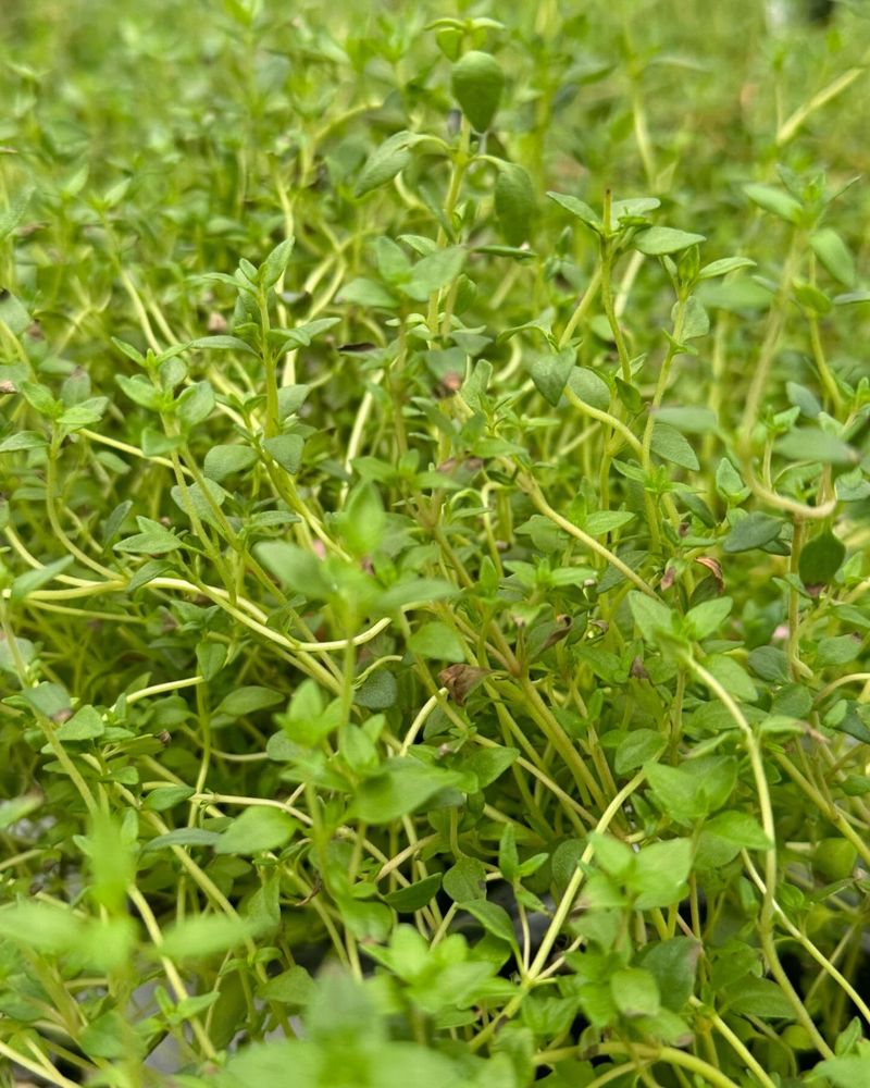 Thyme