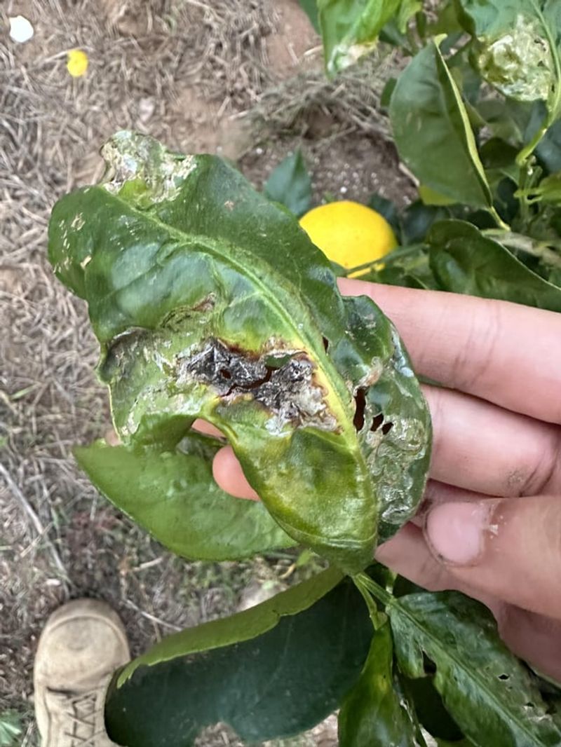 Pest Infestations