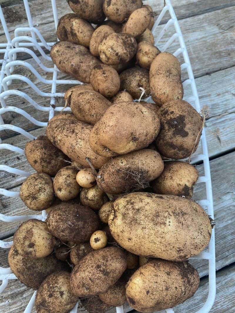 Potatoes: Underground Bounty