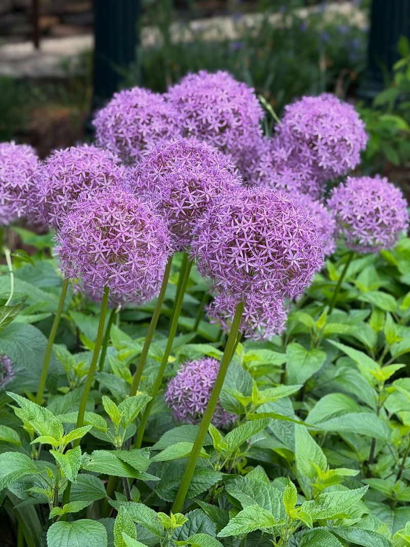 Allium