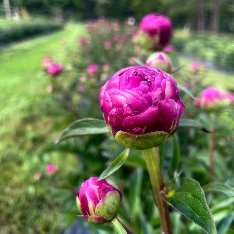 Peony