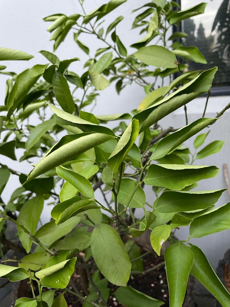 Underwatering Stress