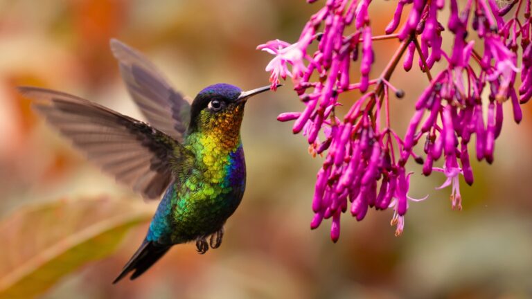 Hummingbird Mint