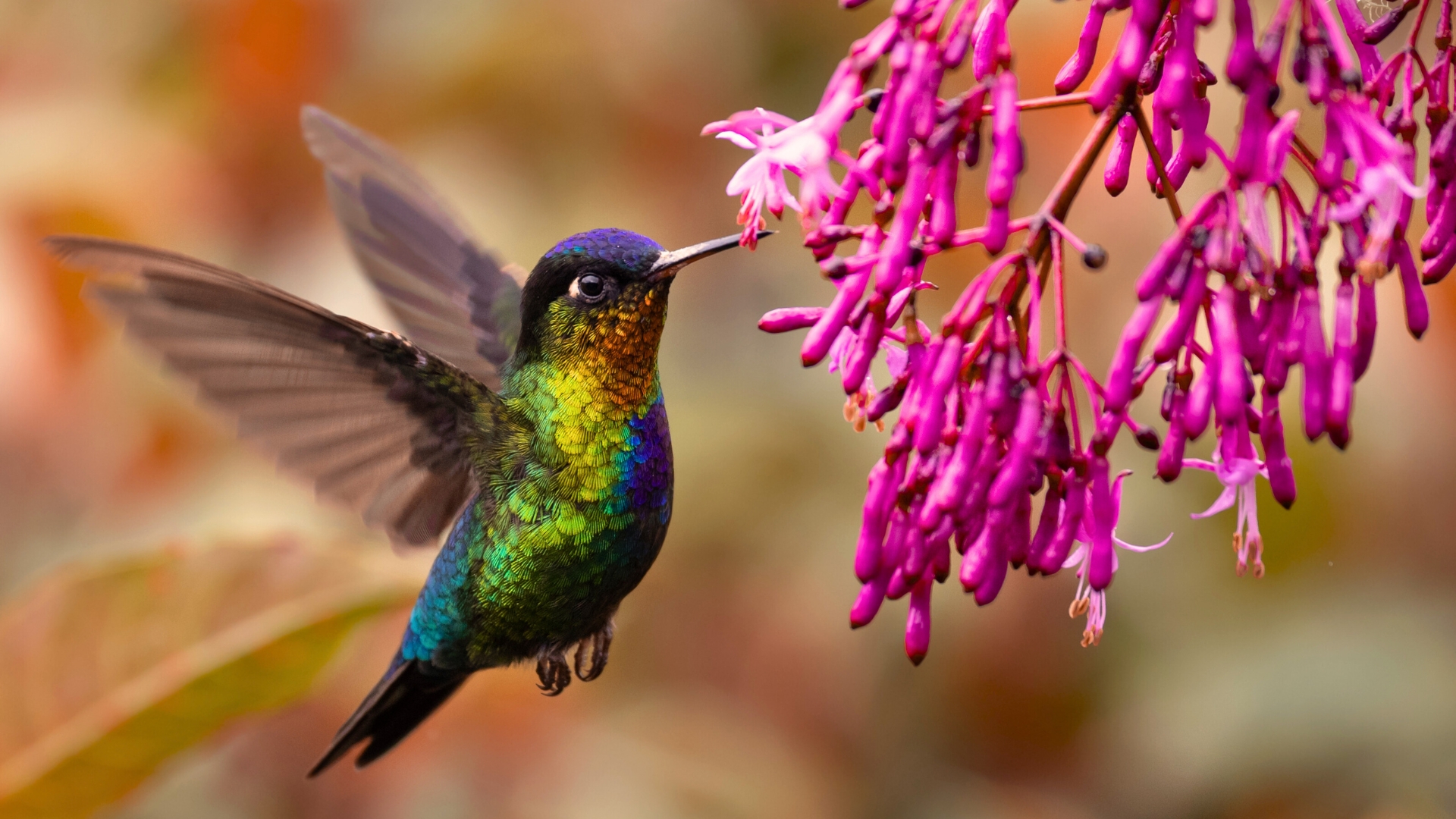 Hummingbird Mint