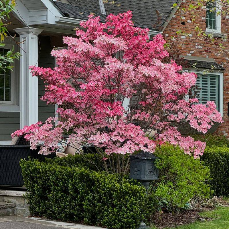 Flowering Dogwood