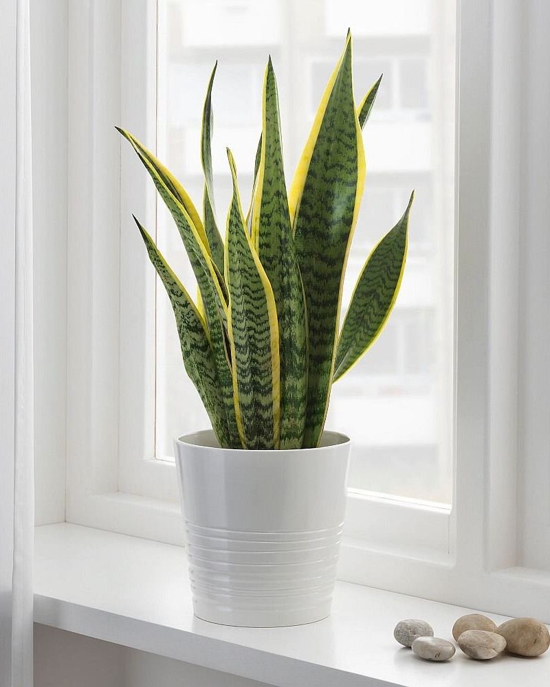 Snake Plant's Nighttime Oxygen Factory
