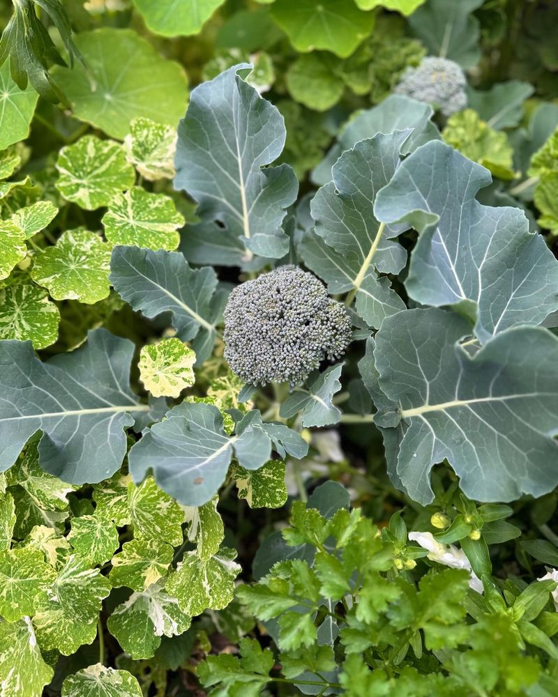 Broccoli: Cold-Hardy Favorite