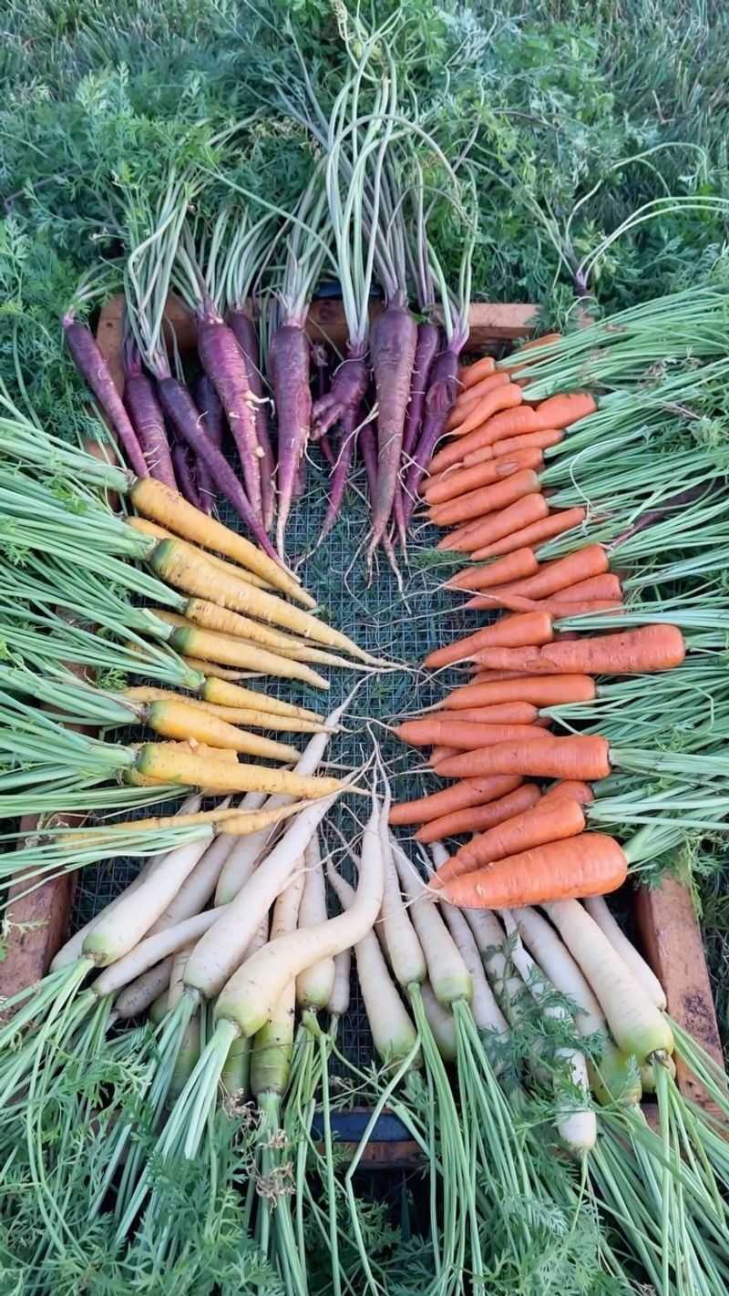 Carrots