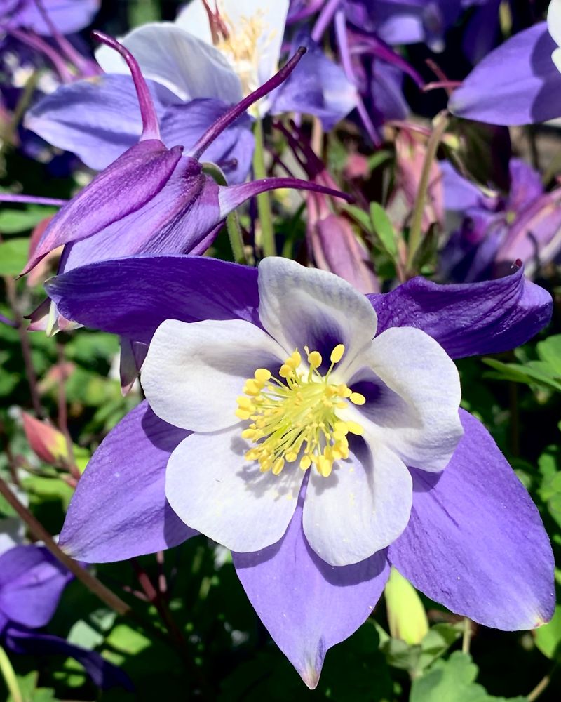 Columbine