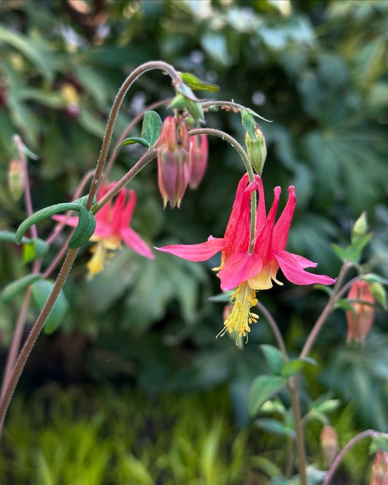 Columbine