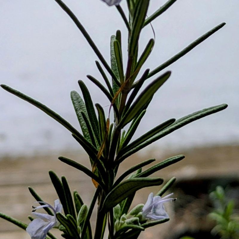 Rosemary's Memory-Enhancing Fragrance