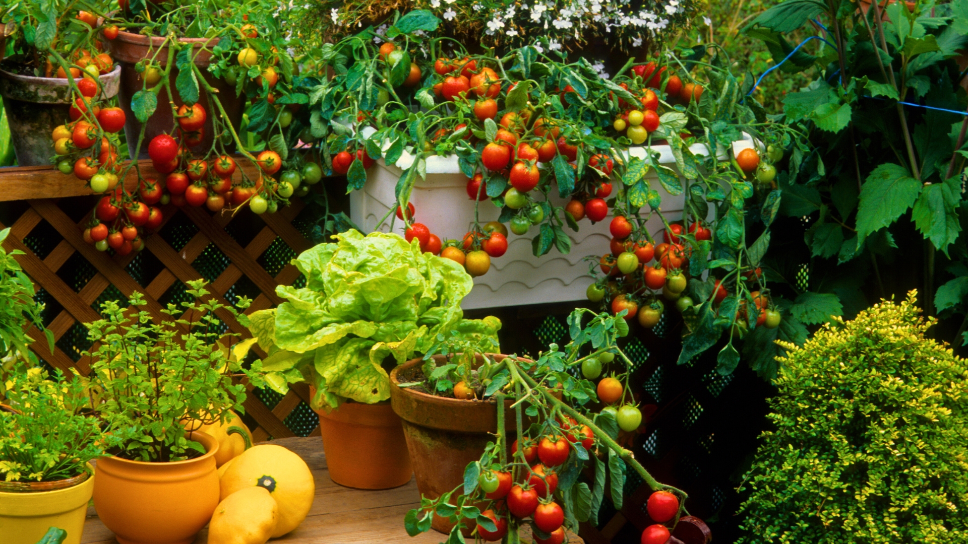 Vegetables