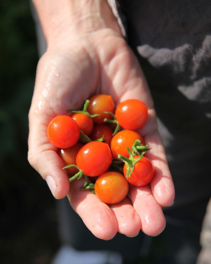 Tomatoes: Summer's Red Jewels