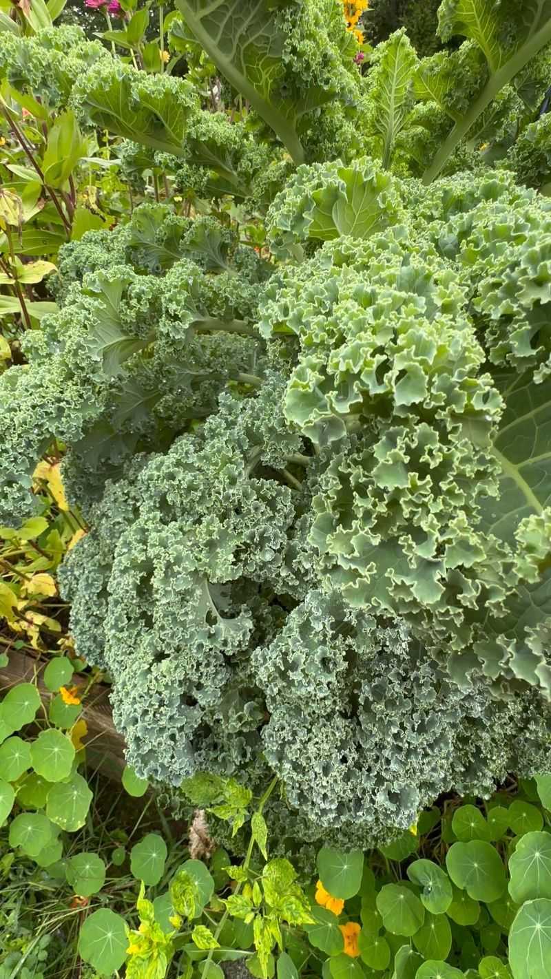 Kale: Cold-Weather Superstar