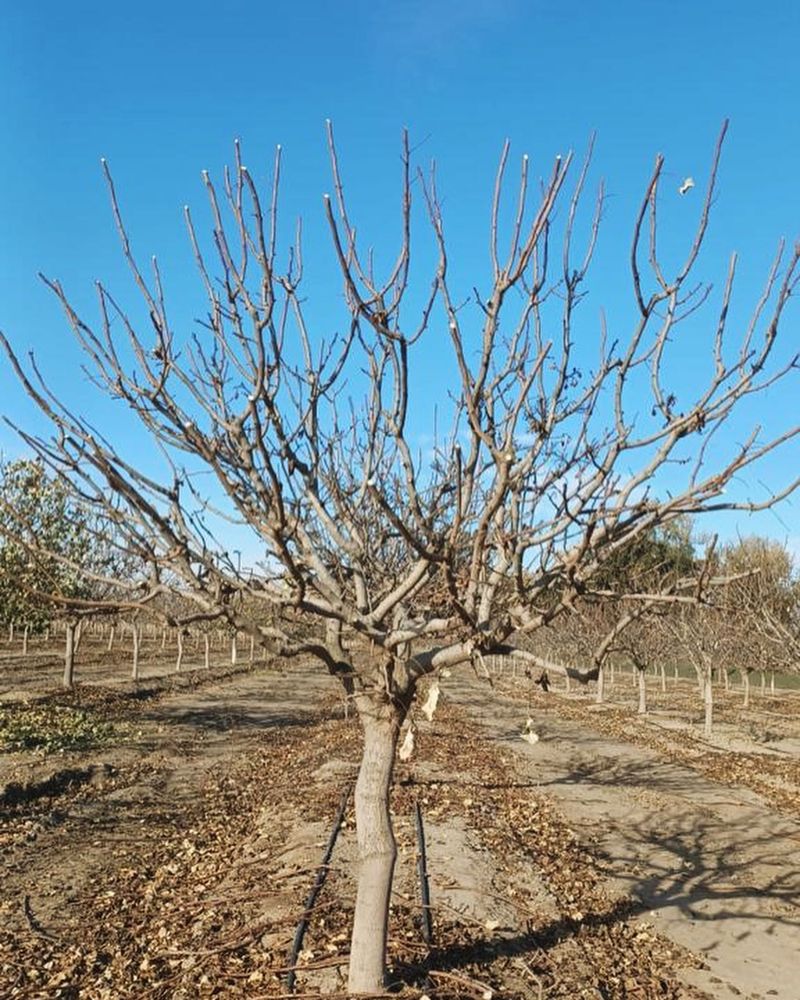 Prune for Productivity