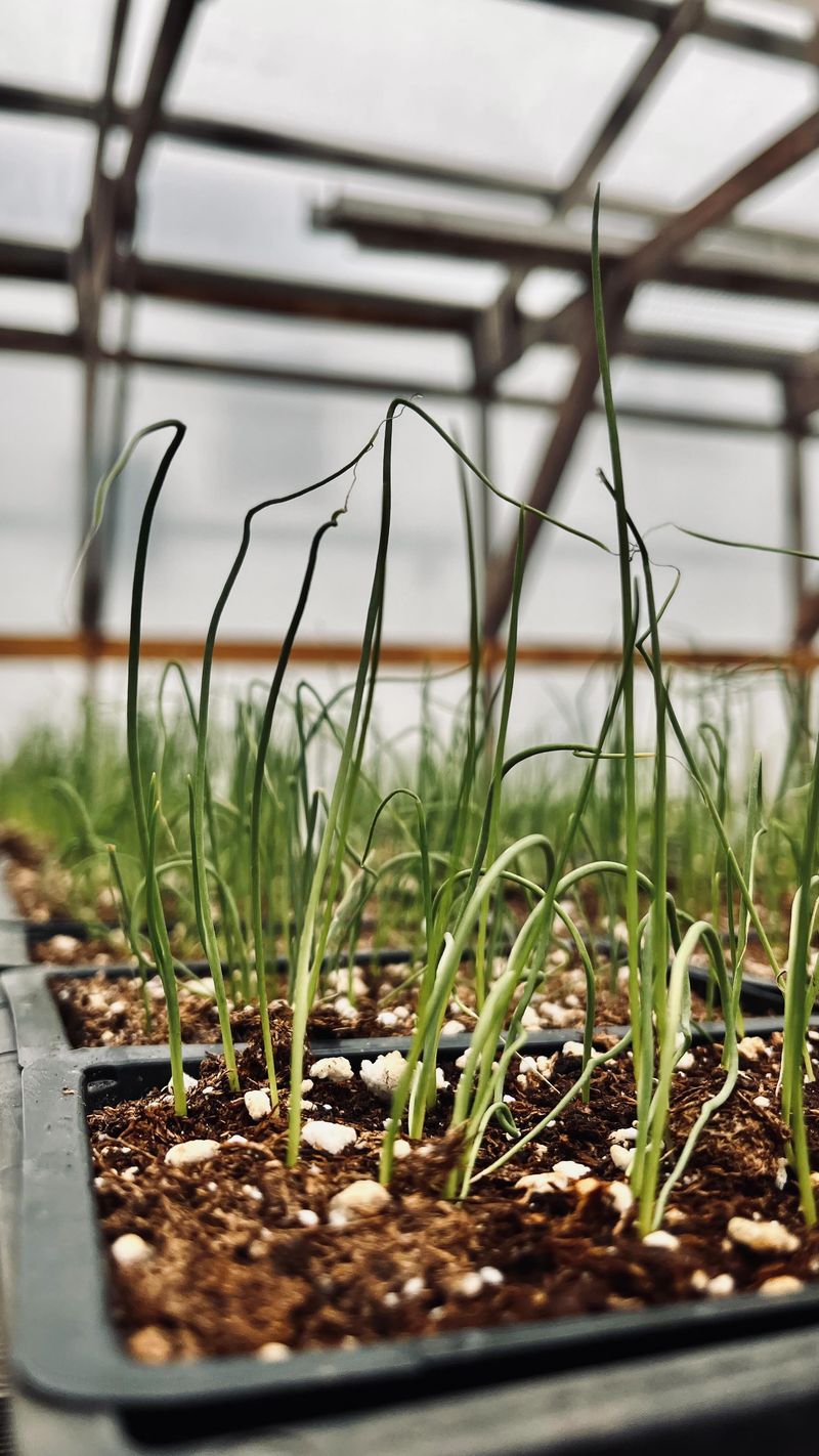 Trim Seedlings Regularly