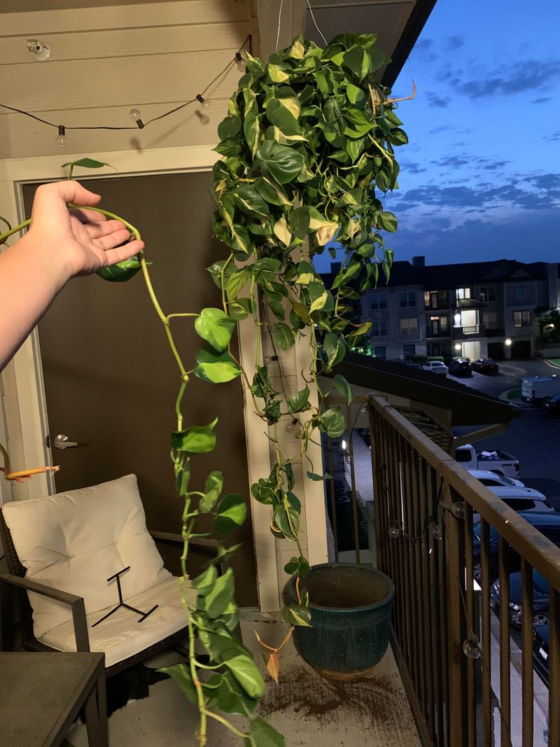 Rejuvenation Repotting
