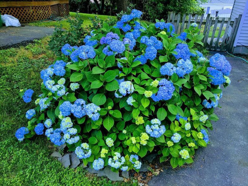 More Fertilizer Means Bigger Flowers