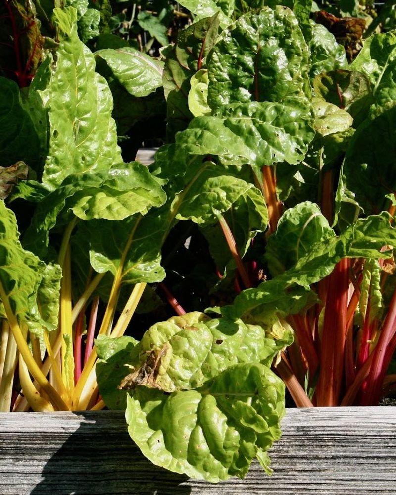 Five-Color Silverbeet