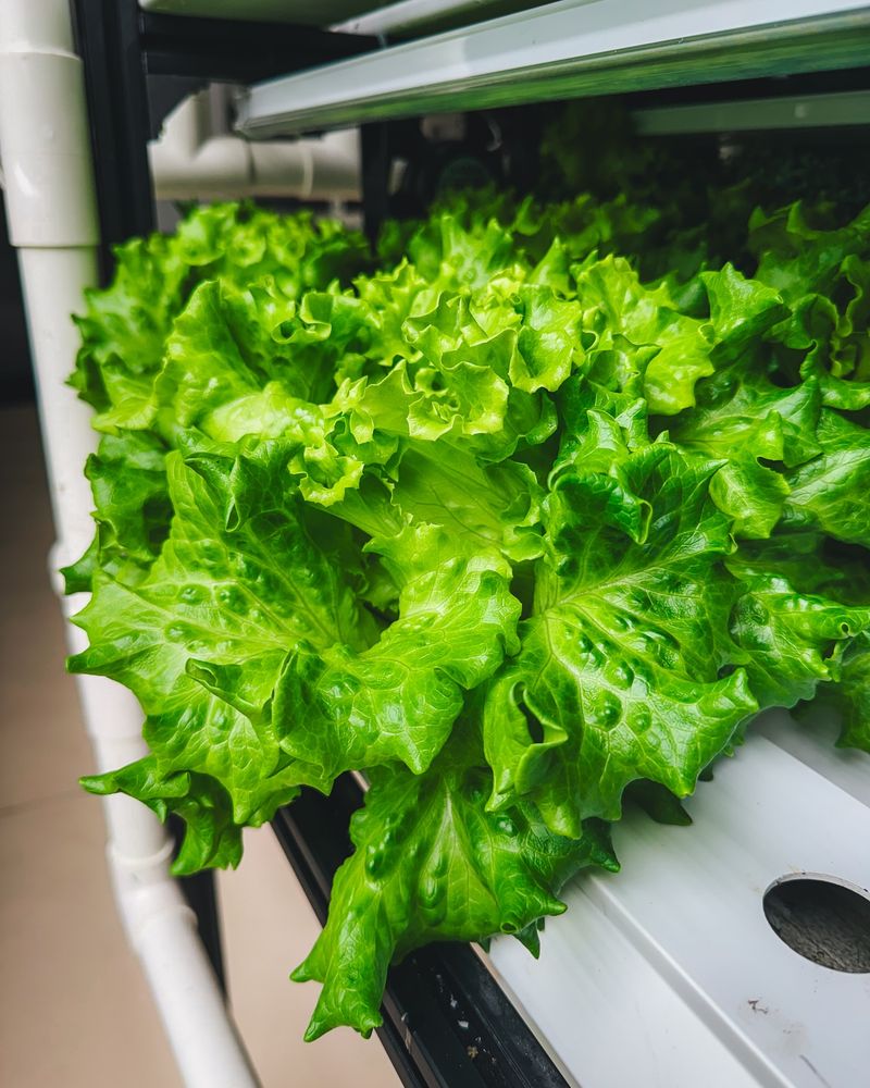 Lettuce