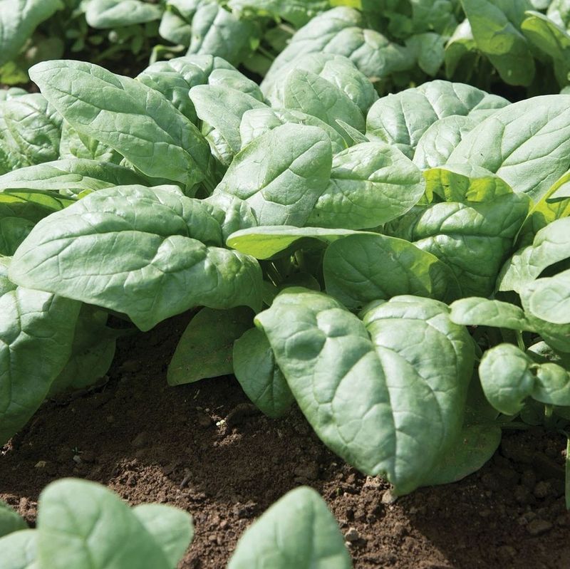 Spinach: Bolt-Resistant Varieties