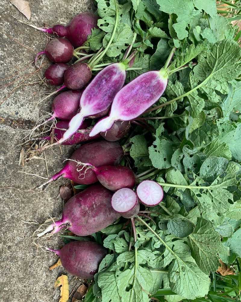 Cosmic Purple Radishes