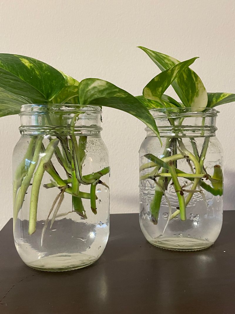 Strategic Propagation