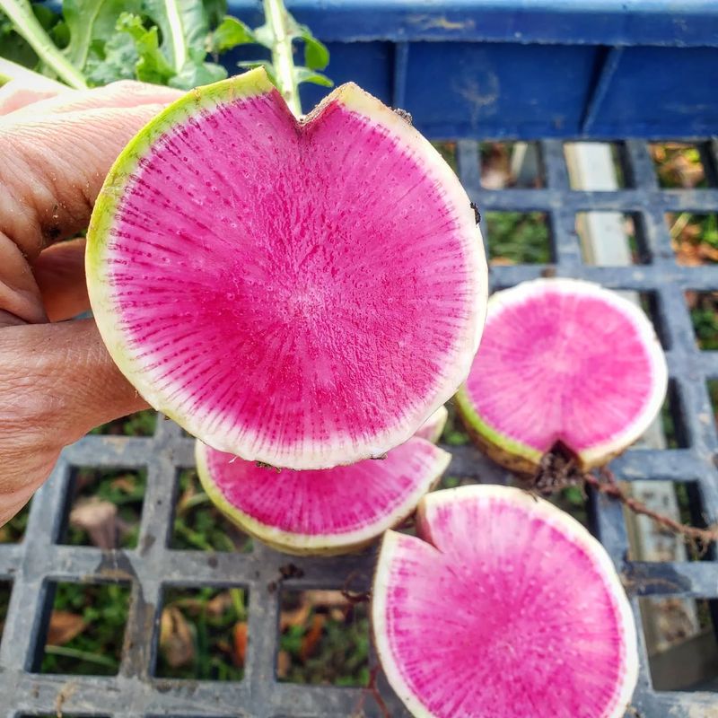 Watermelon Radishes