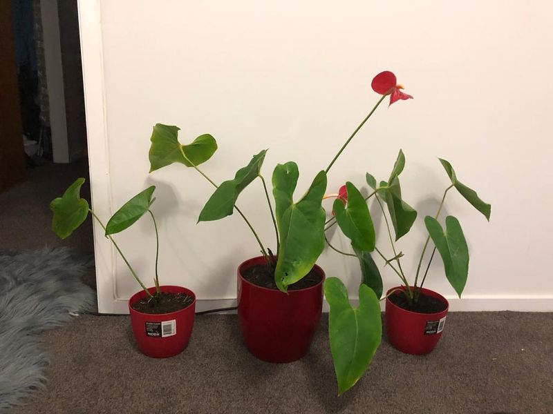 Anthurium's Electronic Device Protector