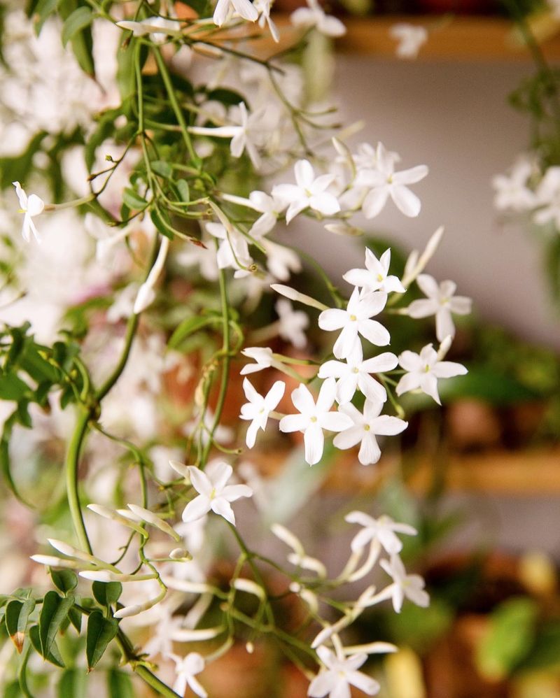 Jasmine's Natural Sleep Aid Properties