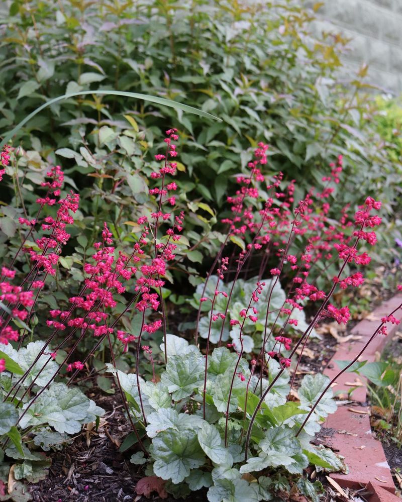 Coral Bells
