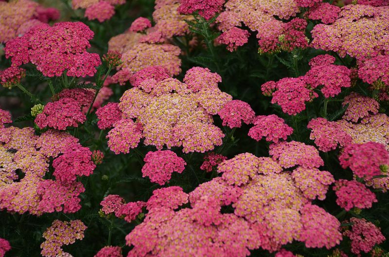 Yarrow