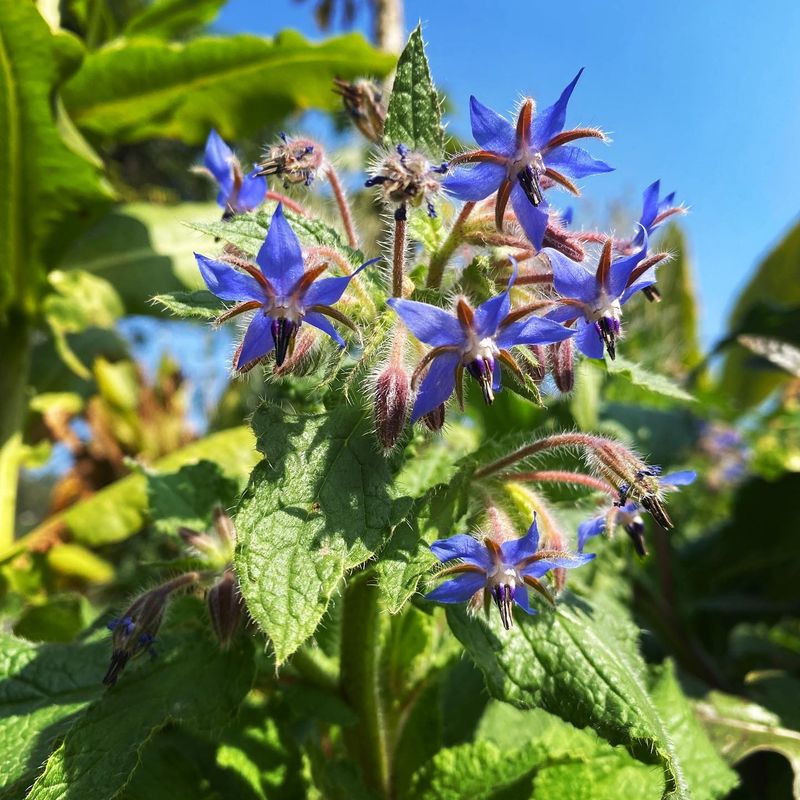 Borage