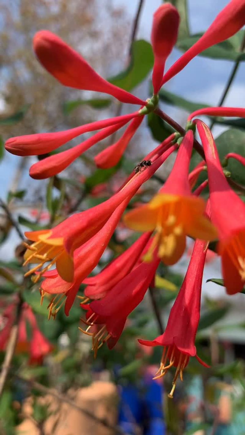 Honeysuckle