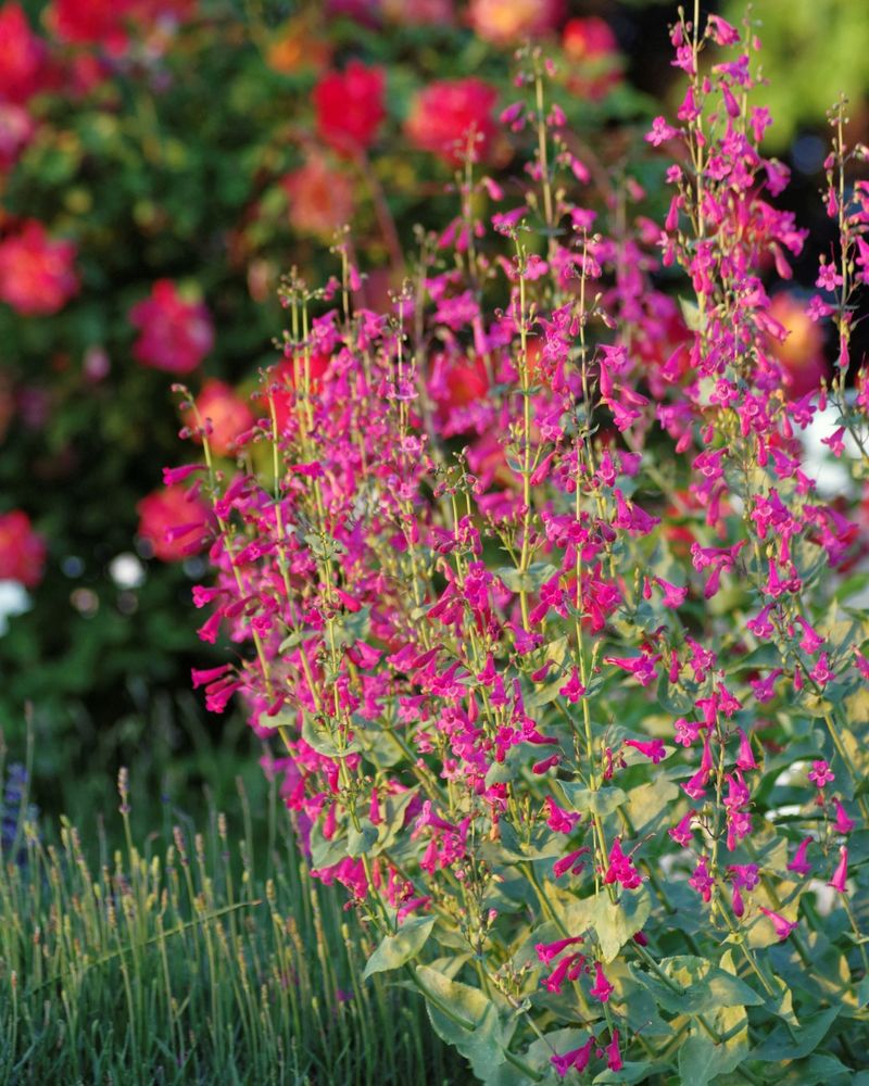 Penstemon