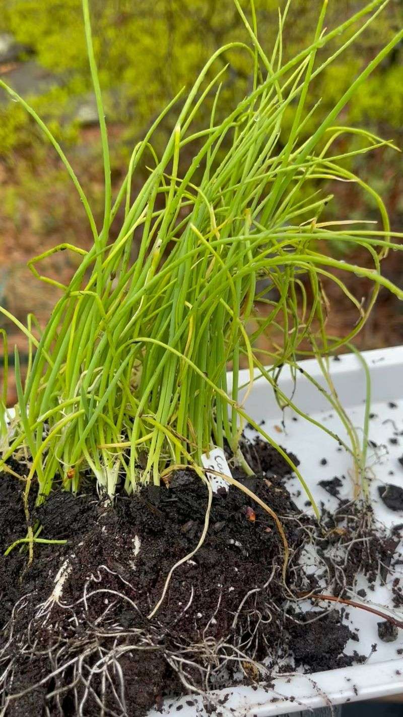 Start Seeds Early Indoors