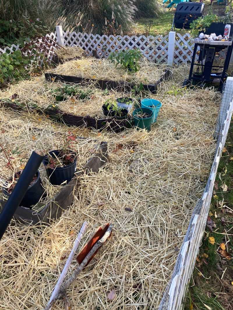 Weed-Free Vegetable Garden Rows