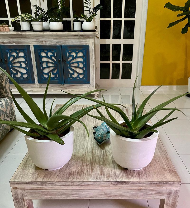 Aloe Vera's Burn-Healing Magic