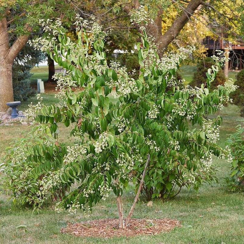 Seven Son Flower Tree